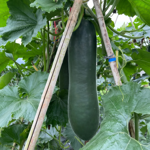 Green Wax Gourd Seeds