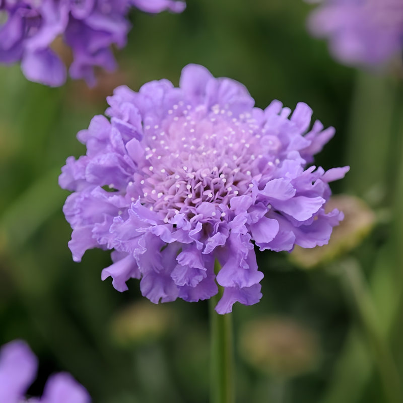 Scabiosa Atropurpurea Seeds - Blue Larger Packet High Germination 1000-5000 Onsaleseeds