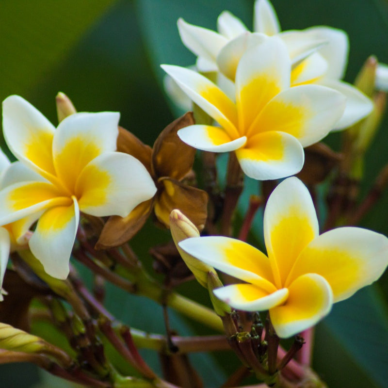 Plumeria Flower Seeds Up to 50% Off