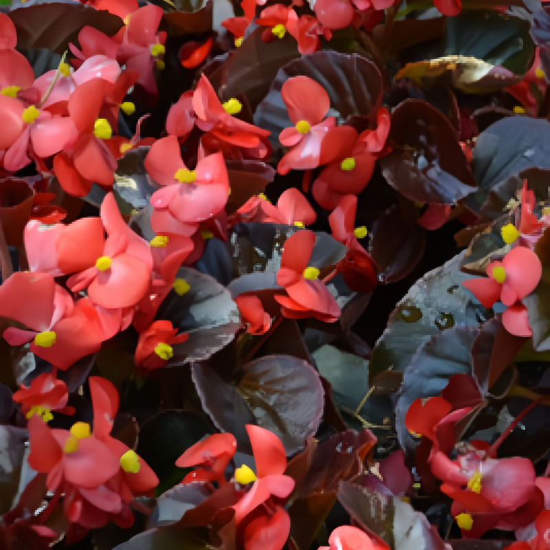 Begonia Cucullata Copper-Leaved Red Flower Seeds up to 50%