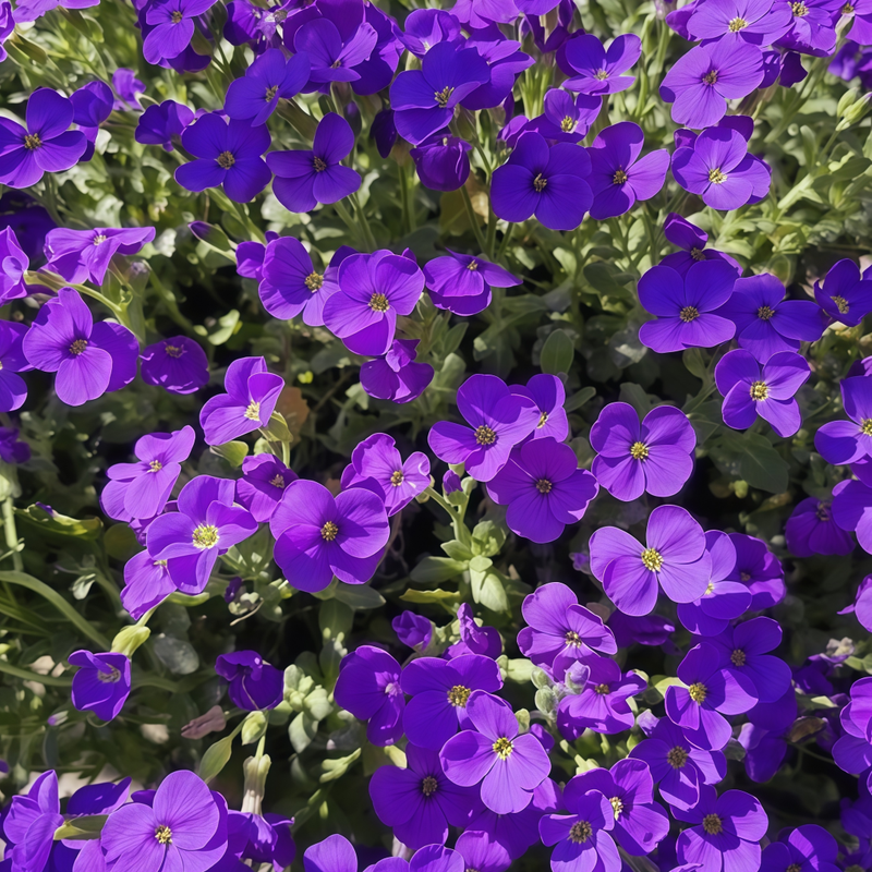 Viola Blue Little Flower Seeds up to 50%