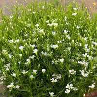 Planting Baby’s Breath Seeds