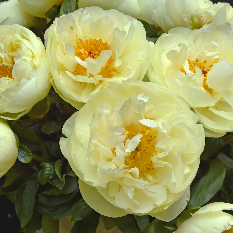 Peony Sunshine Girl Bulbs up to 50%