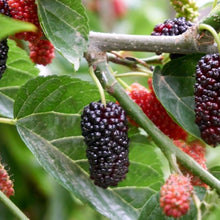 Mulberry Tree Seeds