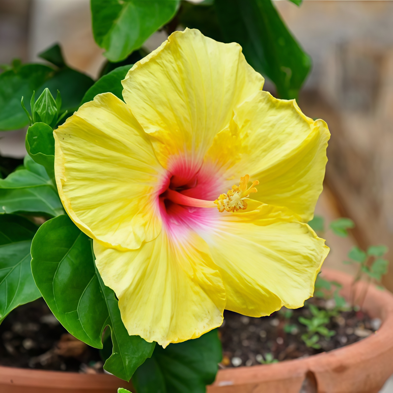 Hibiscus Light Yellow Seeds up to 50%