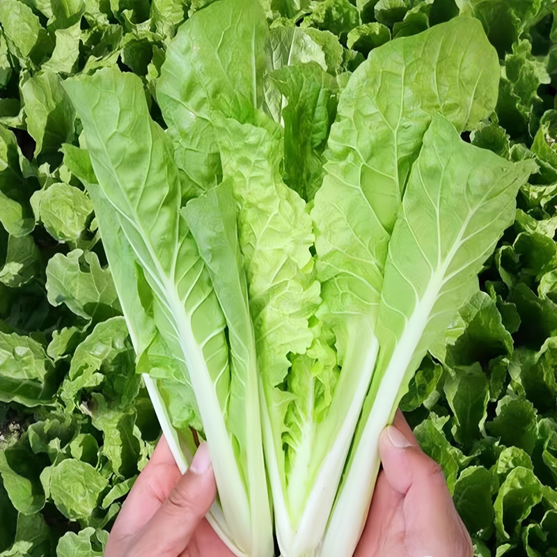 Early maturing cabbage - Larger Packet High Germination 3000-15000 Onsaleseeds