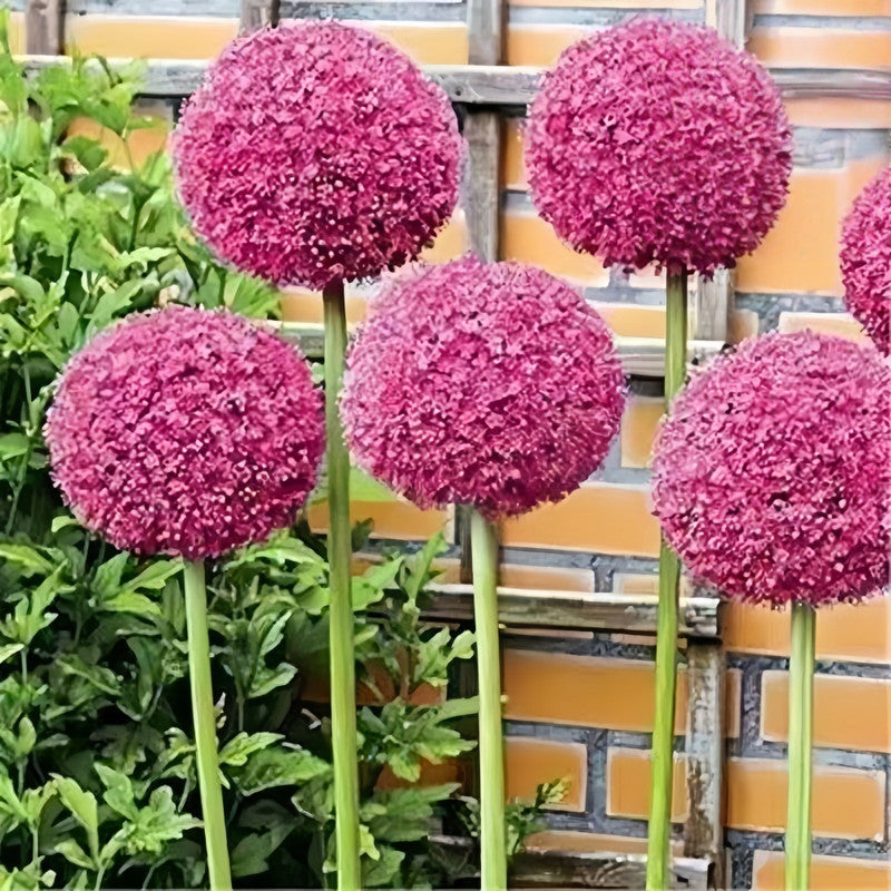Giant Allium Bulbs - Red