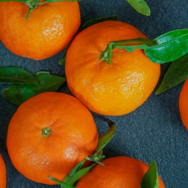 Mandarin Orange Seeds prime day up to 50%