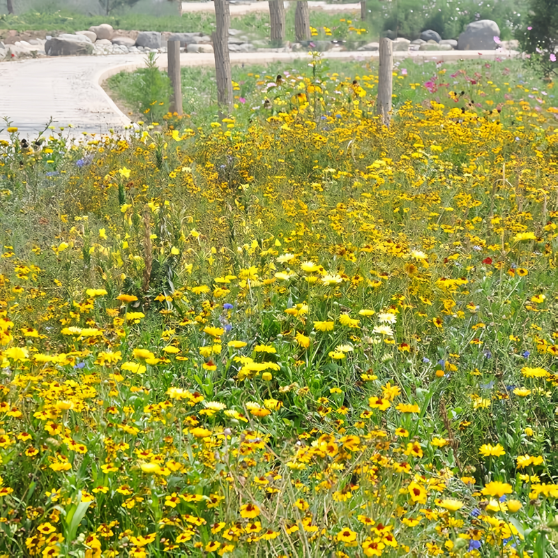 Flowering Plant Combination Yellow Seeds up to 50%