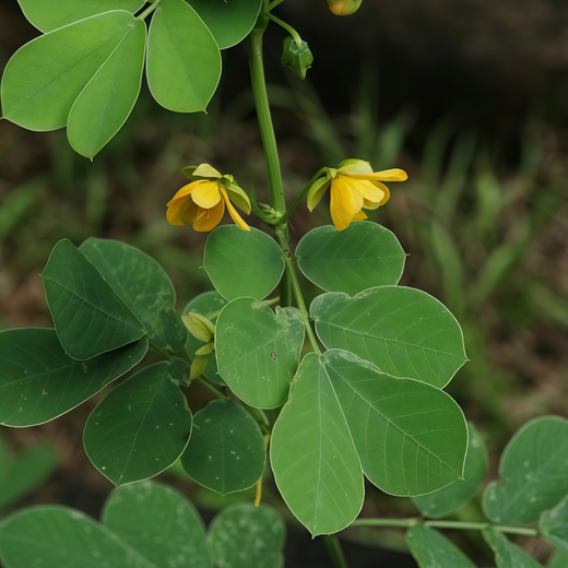 Thermopsis Seeds