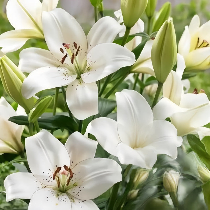 Lily Bulbs - Eyeliner