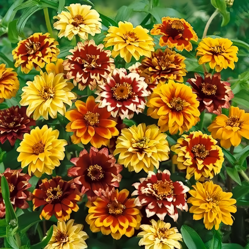 Zinnia Elegans Mix Seeds up to 50%