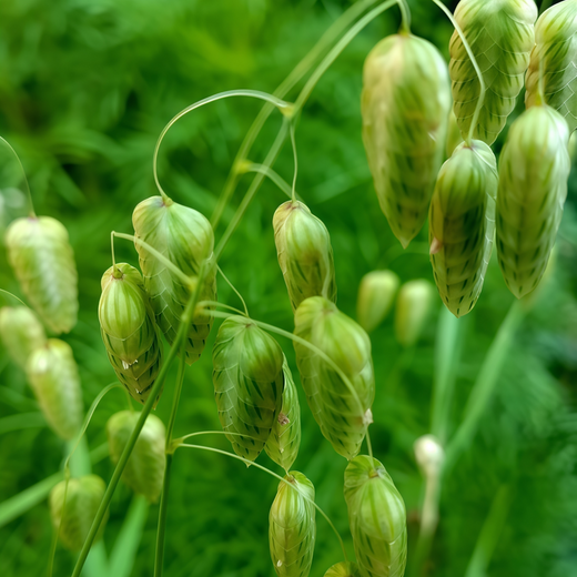 Quaking Grass Seeds - White