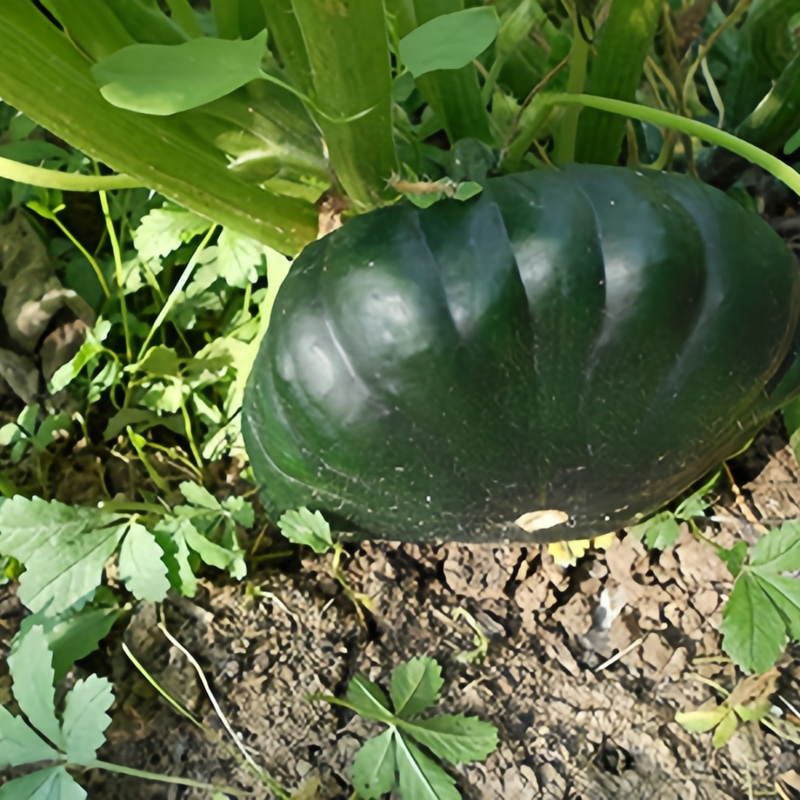 Cucurbita Moschata - Third-Placea Green High Germination  Onsaleseeds