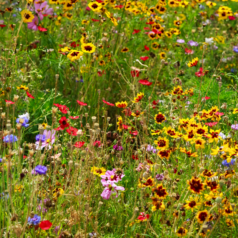 Flowering Plant Combination Cold Resistant Dwarf Plant Mix Seeds up to 50%