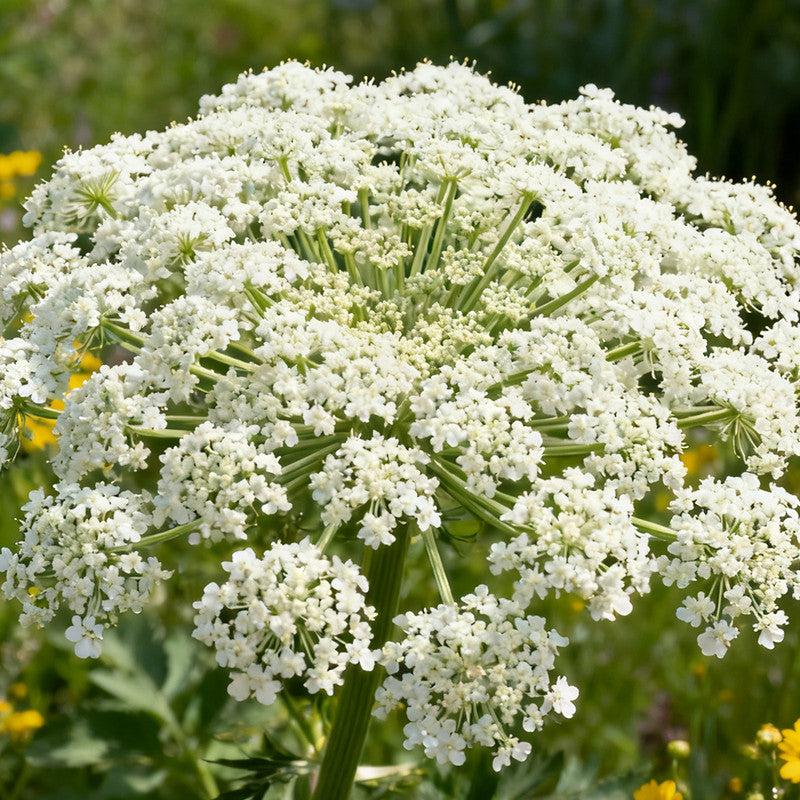 Ammi Visnaga Seeds White up to 50% Large Pack · 3000-15000 Seeds