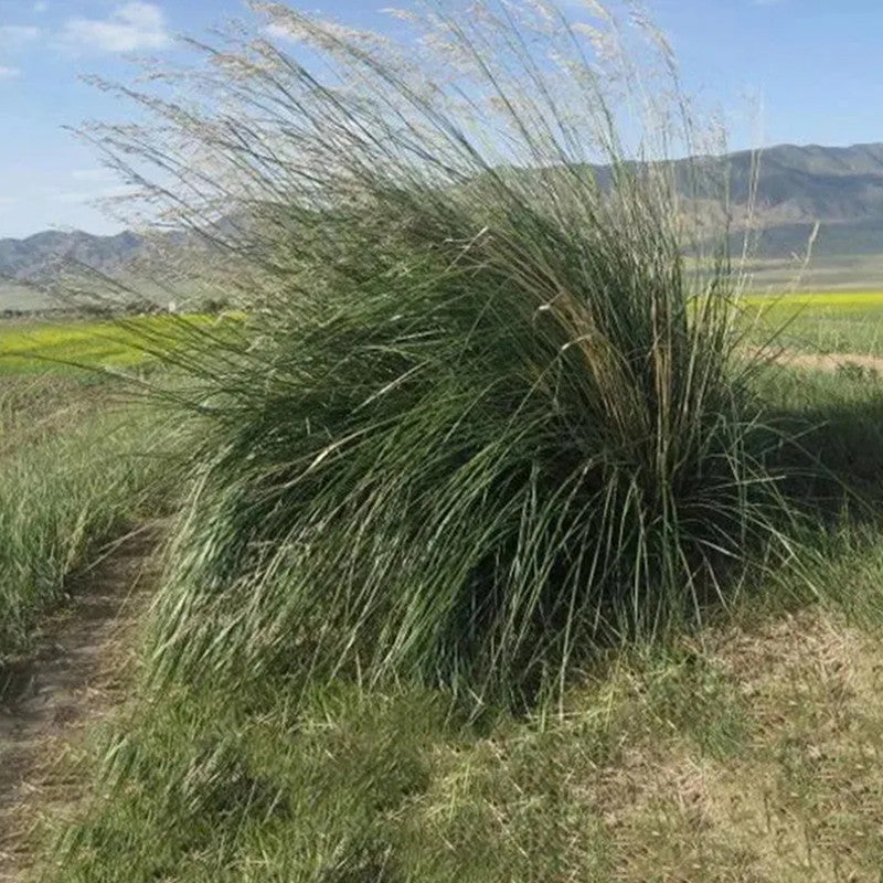 Achnatherum Seeds up to 50%