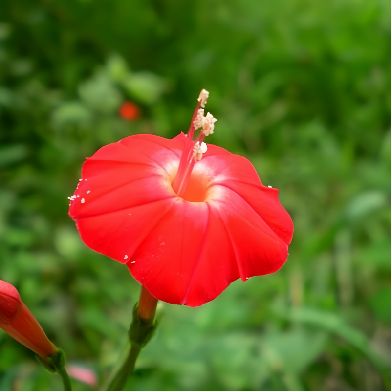 Ipomoea Quamoclit Seeds - Red Palmar Shape High Germination Onsaleseeds