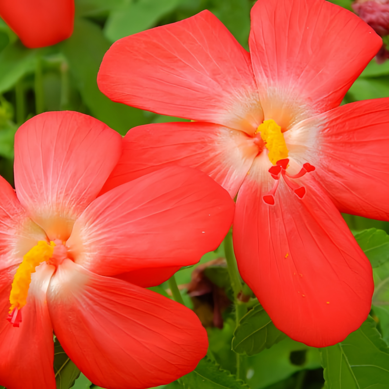 Abelmoschus Red Seeds up to 50%