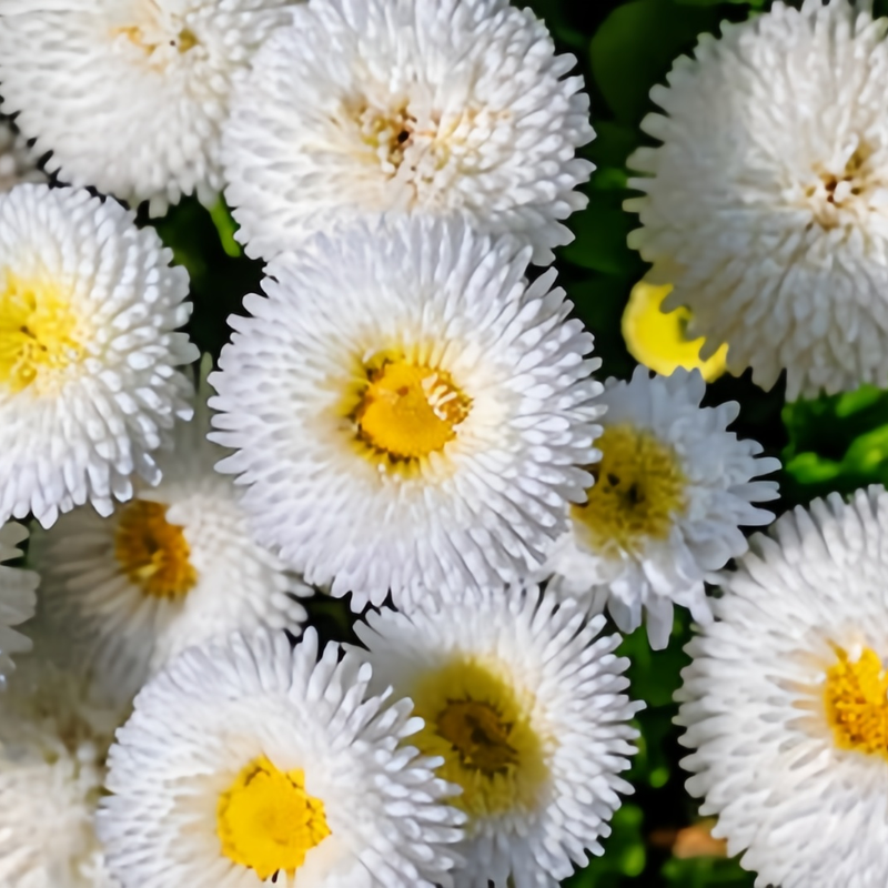 Bellis Seeds - White Double Large Flower Larger Packet High Germination 3600-18000 Onsaleseeds