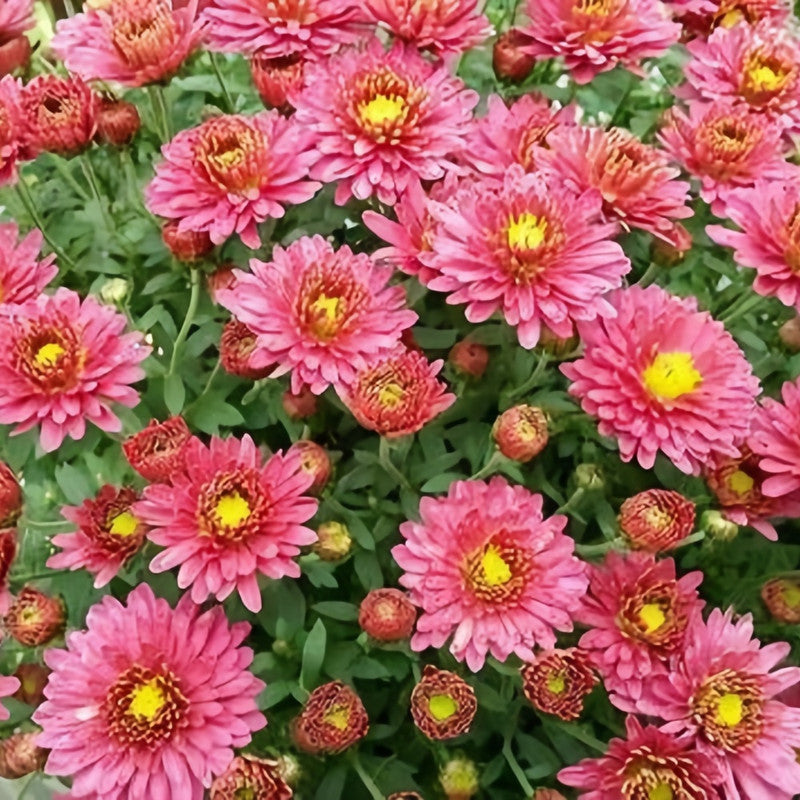 China Aster Seeds - Red Larger Packet High Germination 800-4000 Onsaleseeds