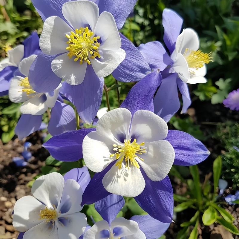 Aquilegia Blue Seeds up to 50%