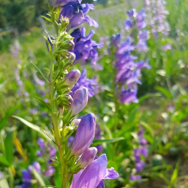 Scutellaria Linn. Seeds - Larger Packet High Germination 1500-7500 Onsaleseeds