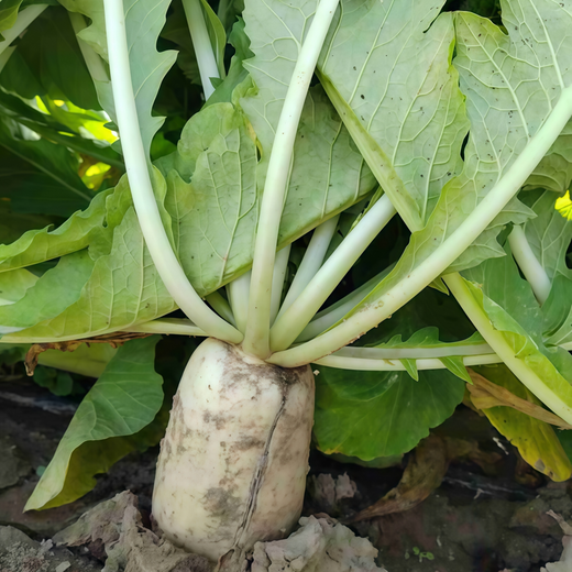 White Raphanus Sativus L. Var. Seeds