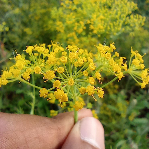 Dill Seeds