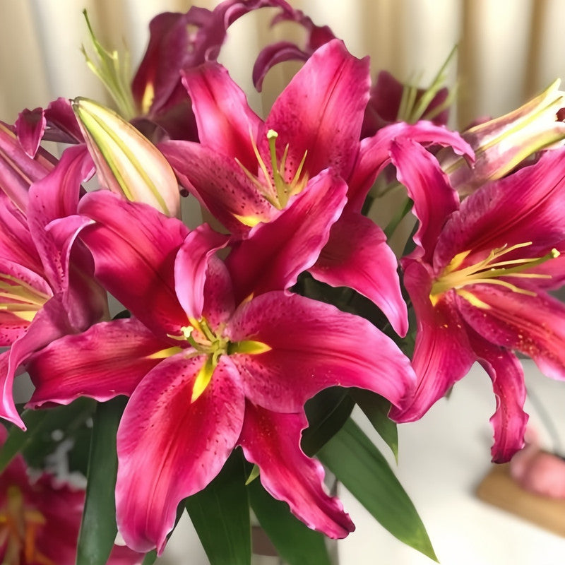 Lily Bulbs - Bacardi