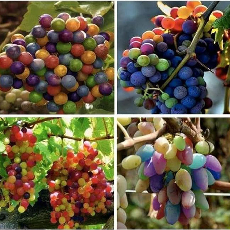 Rainbow Grape Fruit Seed Rare Sweet Fruit Gardening up to 50%