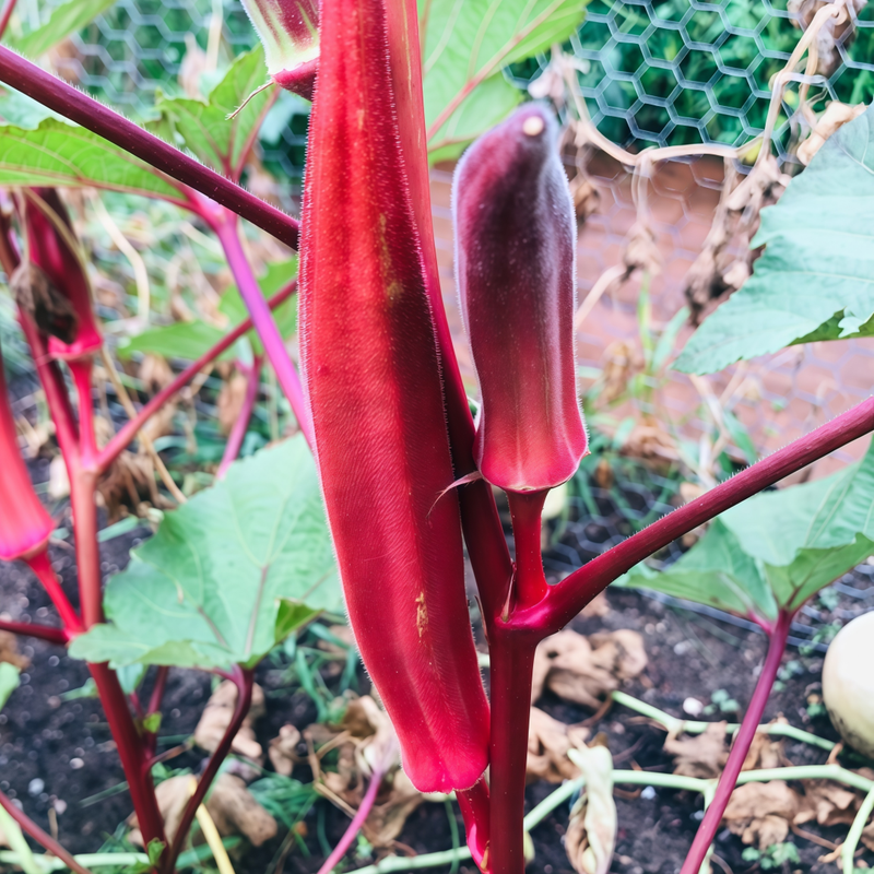 Okra - Red Larger Packet High Germination 300-1500 Onsaleseeds