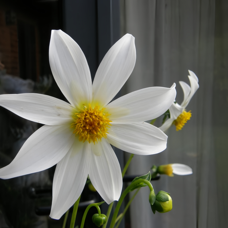 Dahlia Pinnate Seeds - White Larger Packet High Germination 300-5000 Onsaleseeds