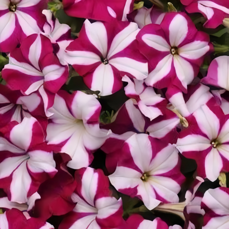 Petunia Hybrida Seeds - Purple And White Stripes Larger Packet High Germination 360-1800 Onsaleseeds