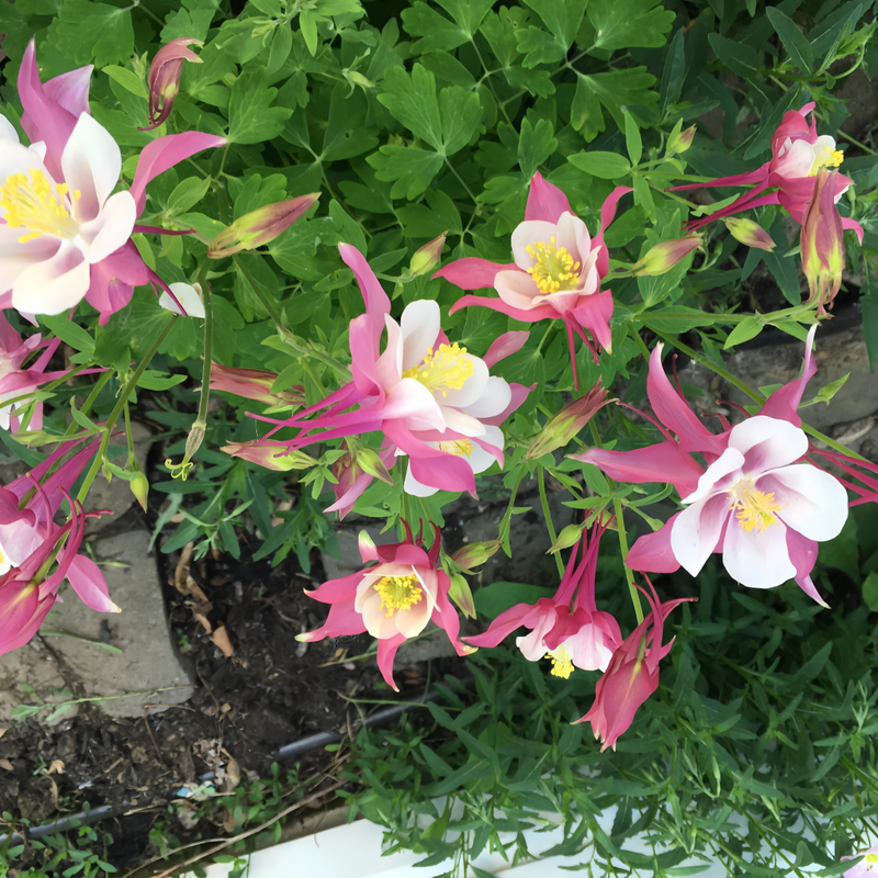 Aquilegia Seeds - Red Larger Packet High Germination 2000-10000 Onsaleseeds