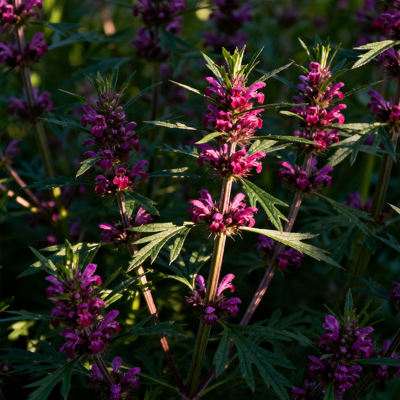 Leonurus Japonicus Purplish Red Seeds up to 50% Large Pack · 2400-12000 Seeds