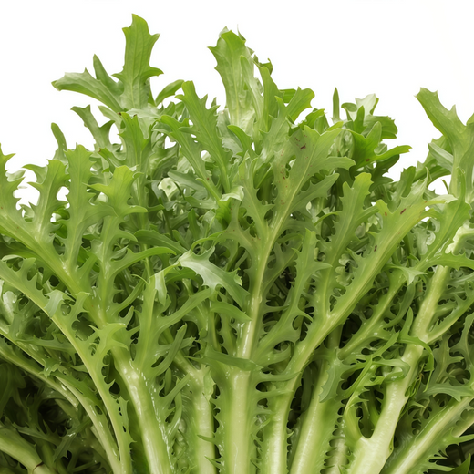Yellow Streak Sonchus Seeds