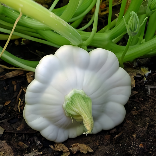 Runner Up White Squash Seeds
