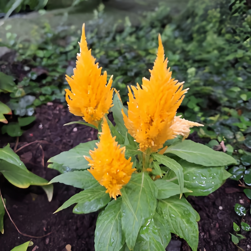 Celosia Cristata Seeds - Golden Yellow Larger Packet High Germination 2000-5000 Onsaleseeds