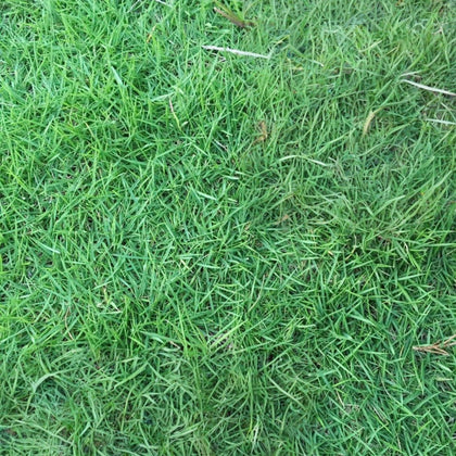 Unhulled Grass Seed