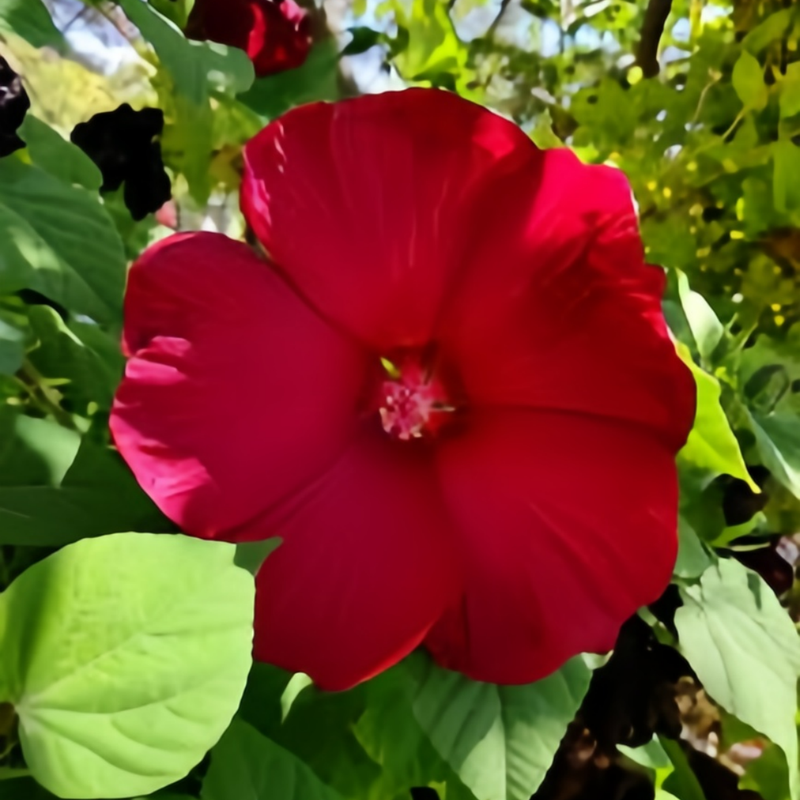 Abelmoschus Dark Rose Red Seeds up to 50%