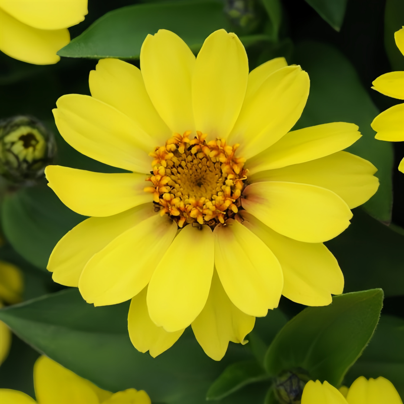 Zinnia Elegans Yellow Seeds up to 50%
