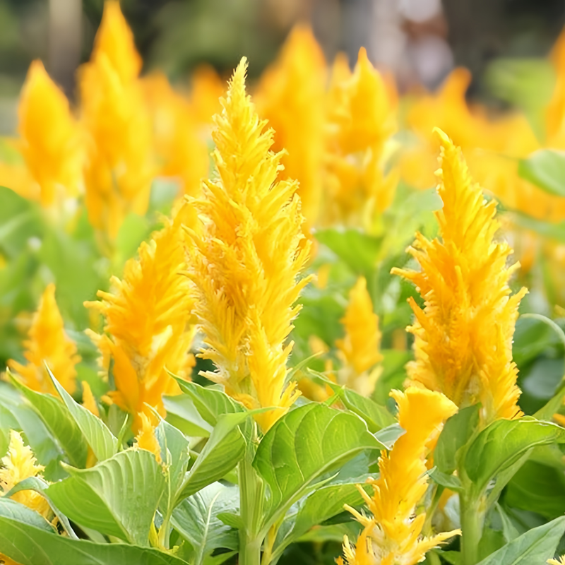 Celosia Cristata Seeds - Yellow Torch Larger Packet High Germination 1000-5000 Onsaleseeds
