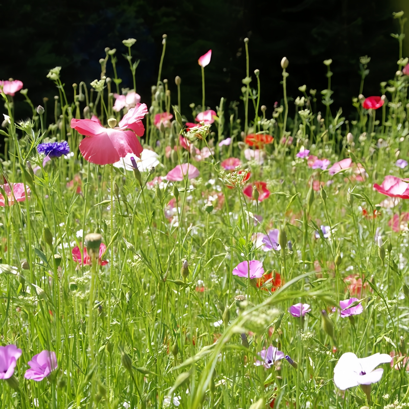 Flowering Plant Combination Spring In The Air Mix Seeds up to 50%