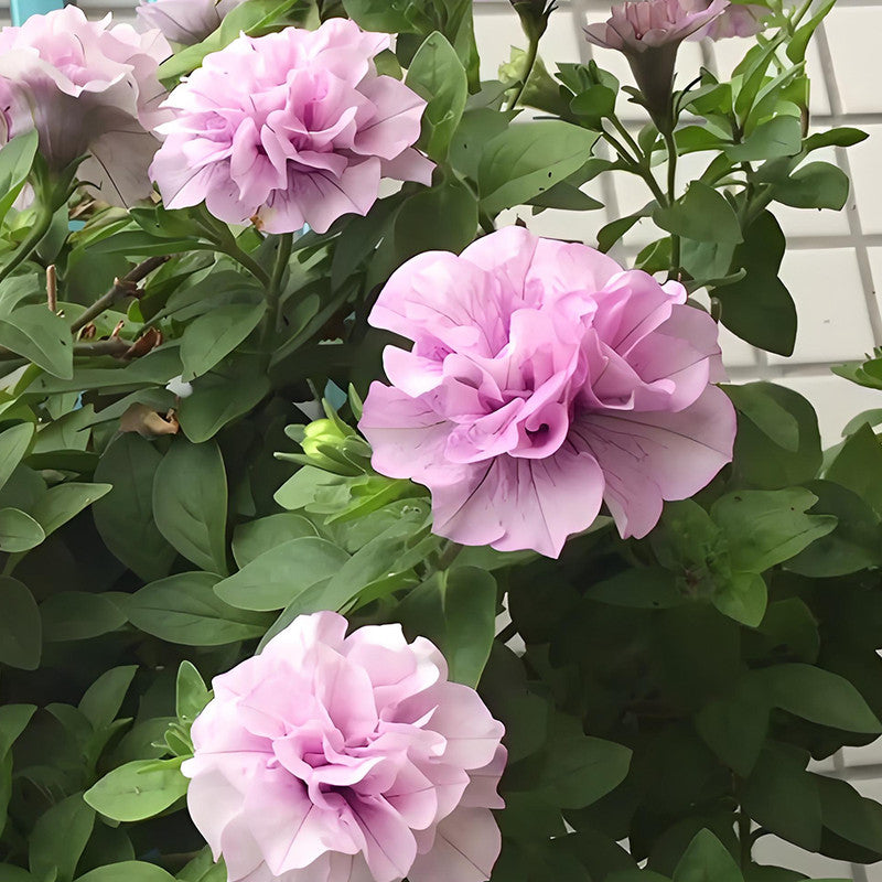 Petunia Hybrida Seeds - Pink Larger Packet High Germination 360-1800 Onsaleseeds