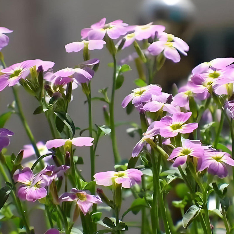 Malcolmia Africana Mix Seeds up to 50% Large Pack · 1600-5000 Seeds