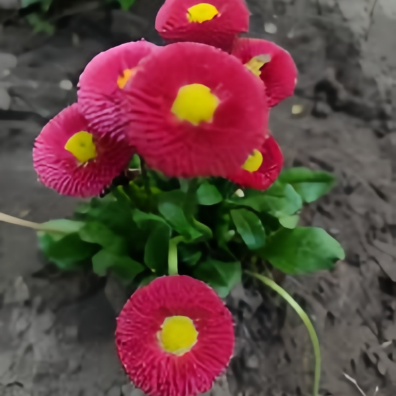 Bellis Red Medium Sized Seeds up to 50%