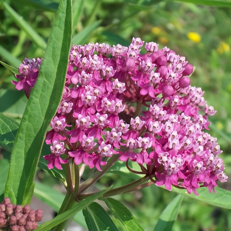 Butterfly Milkweed Seeds - Pink Larger Packet High Germination 600-3000 Onsaleseeds