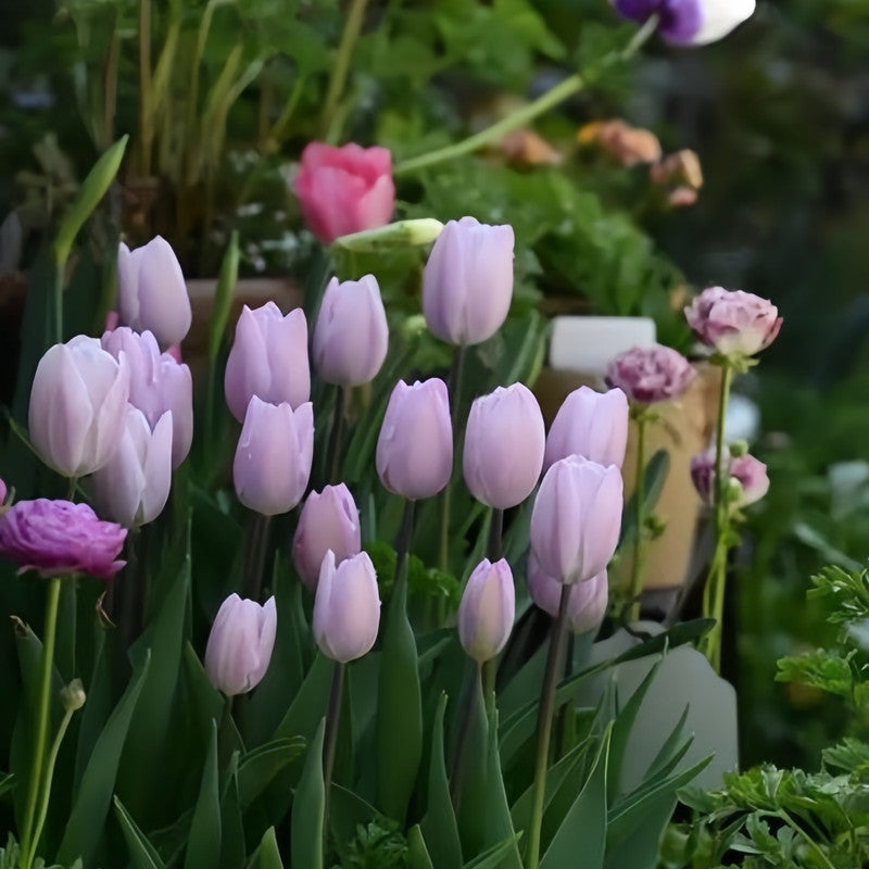 Tulip Bulbs - Silver Cloud