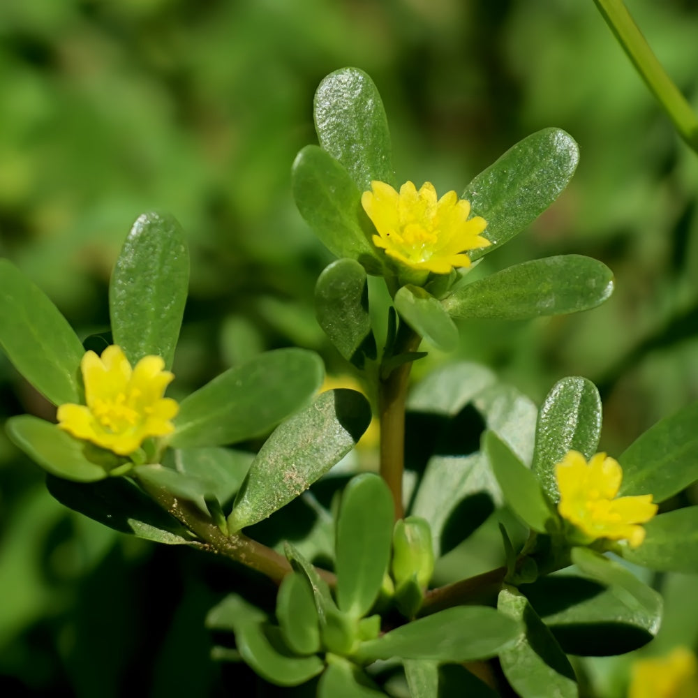 Portulaca Oleracea - High Germination  Onsaleseeds